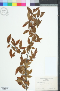 Ulmus alata image