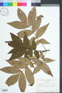 Carya pallida image