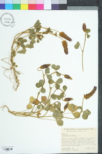 Trifolium incarnatum image