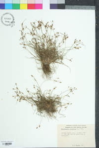 Fimbristylis dichotoma image