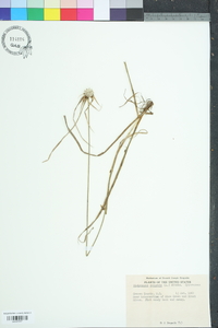 Rhynchospora colorata image