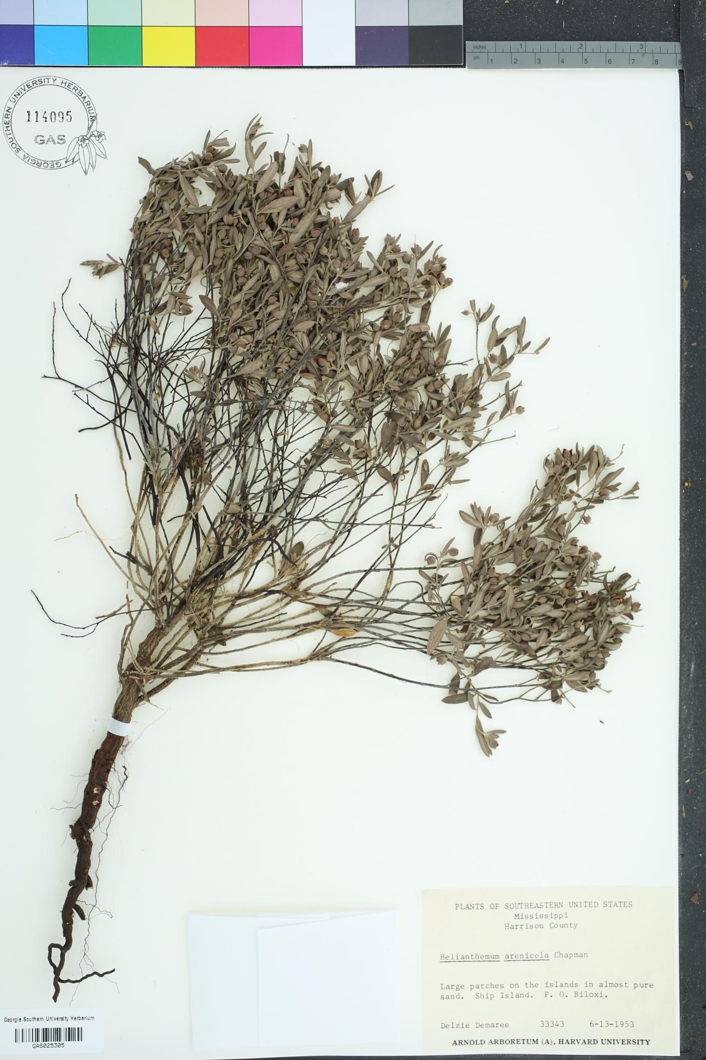 Helianthemum arenicola image