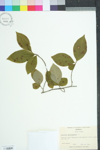 Stewartia malacodendron image