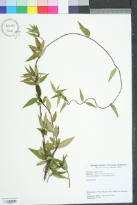 Gelsemium sempervirens image