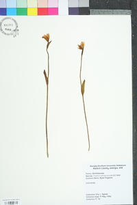 Pogonia ophioglossoides image