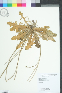 Hypochaeris radicata image