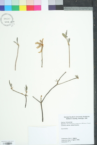 Rhododendron canescens image