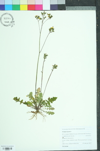 Youngia japonica image