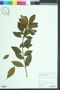 Rhododendron pulchrum image