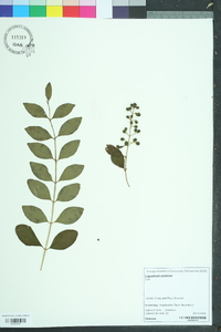 Ligustrum sinense image