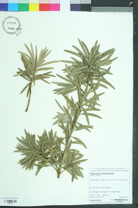 Podocarpus macrophyllus image