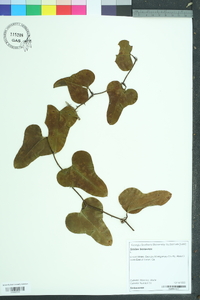 Smilax bona-nox image