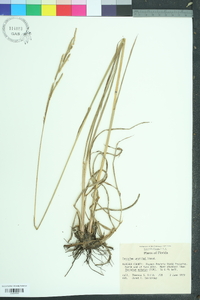 Paspalum urvillei image