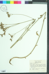 Verbena brasiliensis image