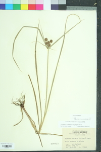 Cyperus echinatus image