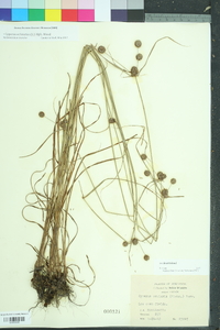 Cyperus echinatus image