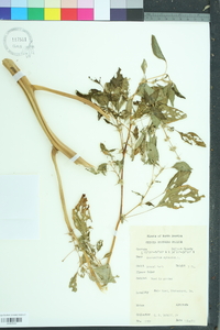 Amaranthus spinosus image