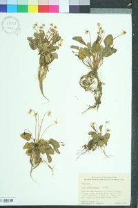 Viola primulifolia image