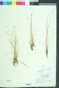 Eleocharis albida image