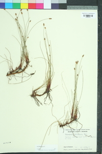 Eleocharis tricostata image