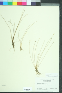 Eleocharis albida image