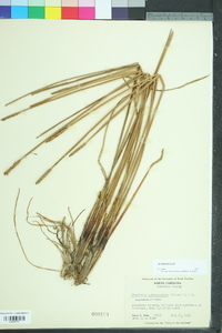 Eleocharis quadrangulata image