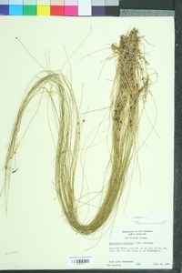 Eleocharis tortilis image