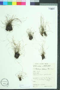 Eleocharis baldwinii image