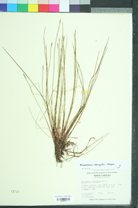 Eleocharis elongata image