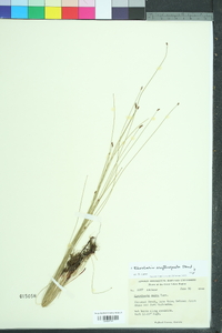 Eleocharis erythropoda image