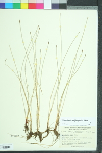 Eleocharis erythropoda image