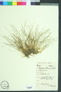 Eleocharis flavescens image