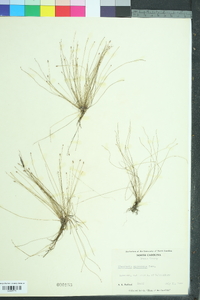 Eleocharis microcarpa image