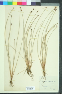 Eleocharis multicaulis image