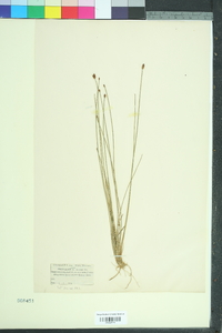 Eleocharis multicaulis image