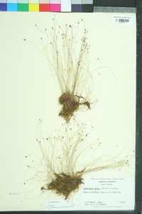 Eleocharis tenuis image