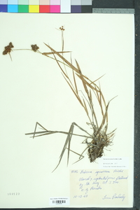 Fuirena breviseta image