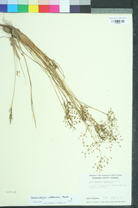 Fimbristylis miliacea image