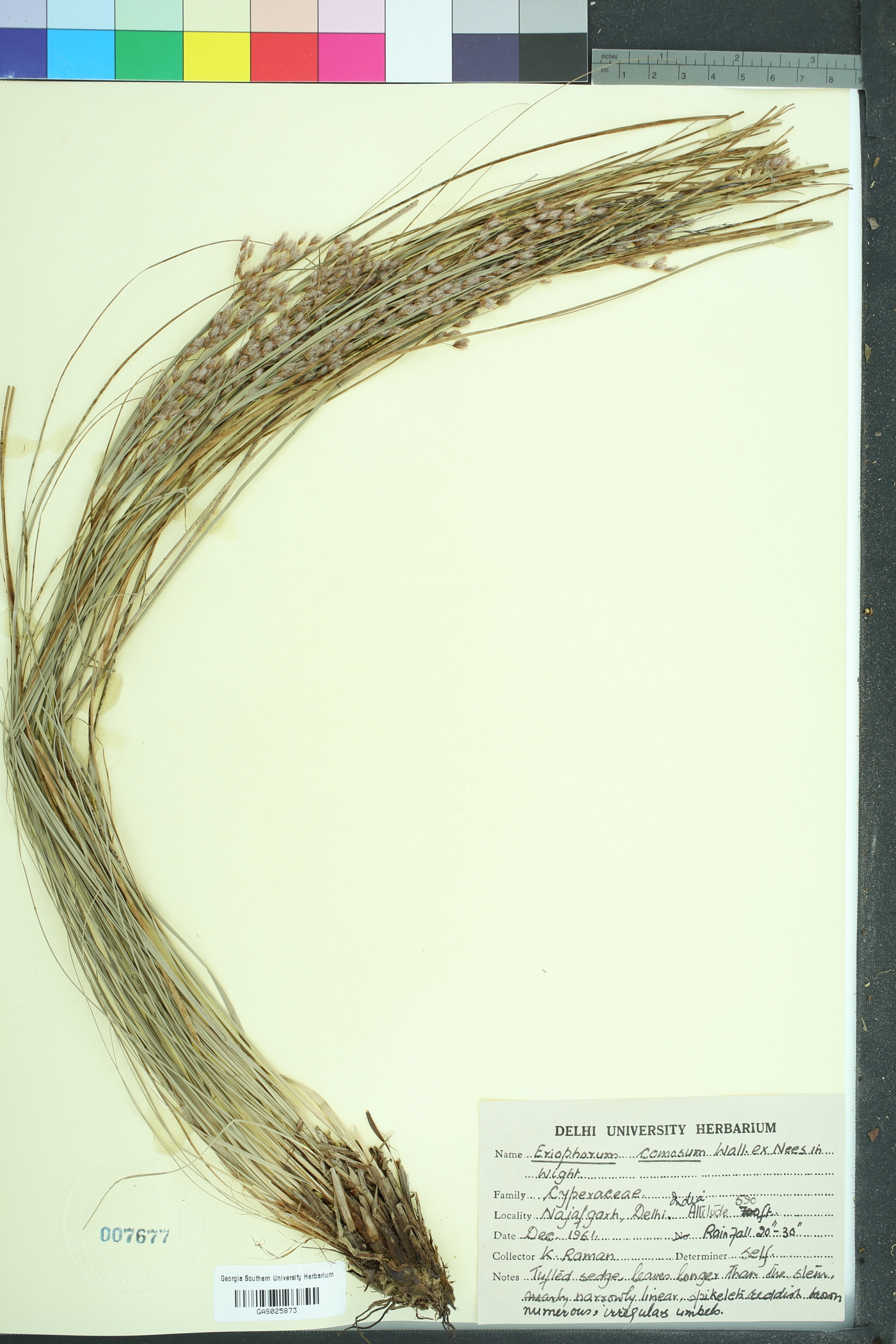 Eriophorum comosum image