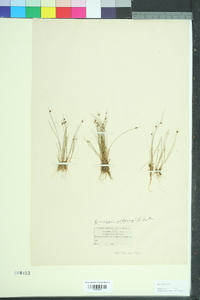 Isolepis setacea image