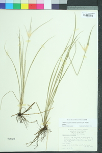 Rhynchospora colorata image