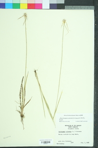 Rhynchospora colorata image
