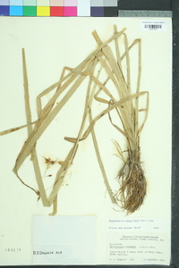 Rhynchospora corniculata image