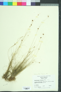 Rhynchospora filifolia image