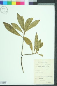 Osmanthus americanus image