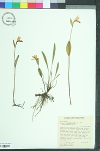 Pogonia ophioglossoides image