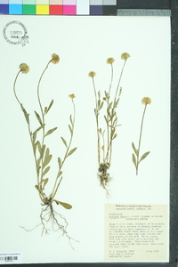 Polygala lutea image