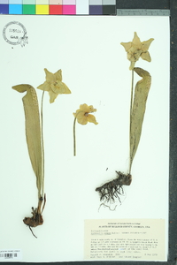 Sarracenia minor image