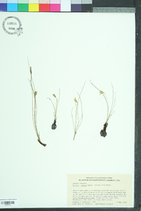 Hypoxis juncea image