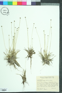 Lachnocaulon anceps image